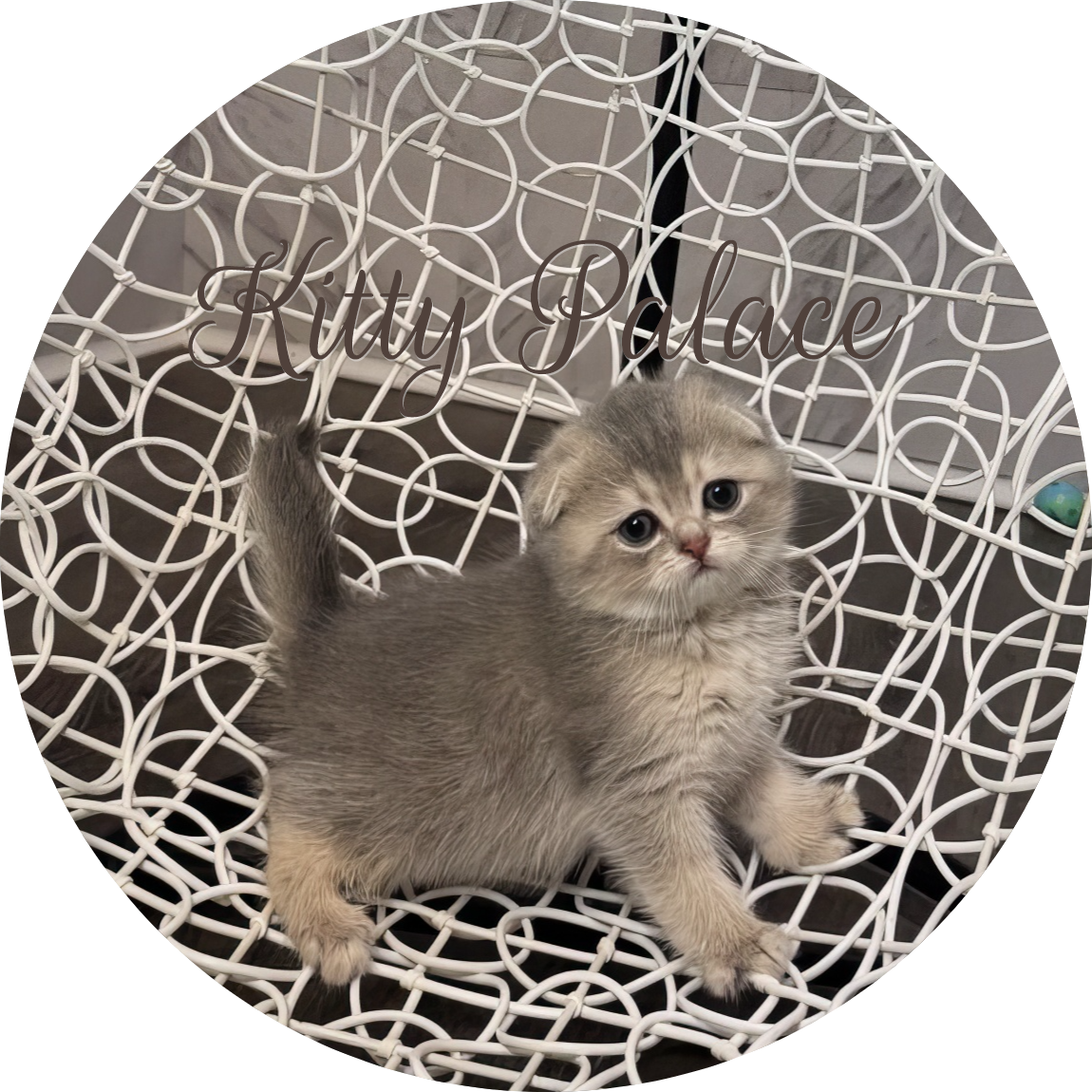 Fluffy blue golden chinchilla Scottish Fold kitten with grey-gold fur on a white wicker chair