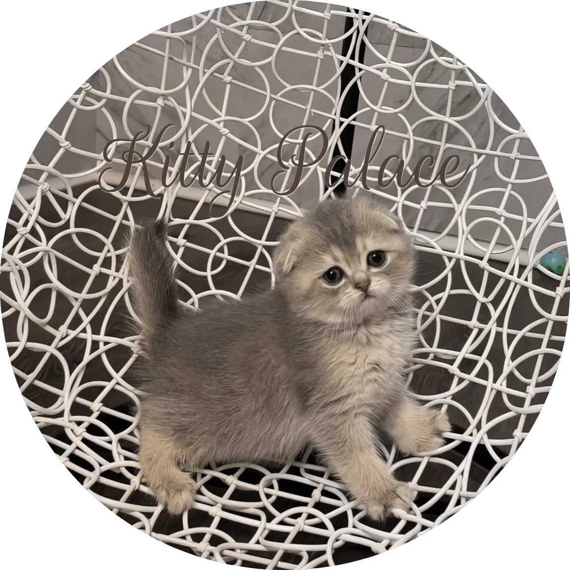 Fluffy blue golden chinchilla Scottish Fold kitten with grey-gold fur on a white wicker chair