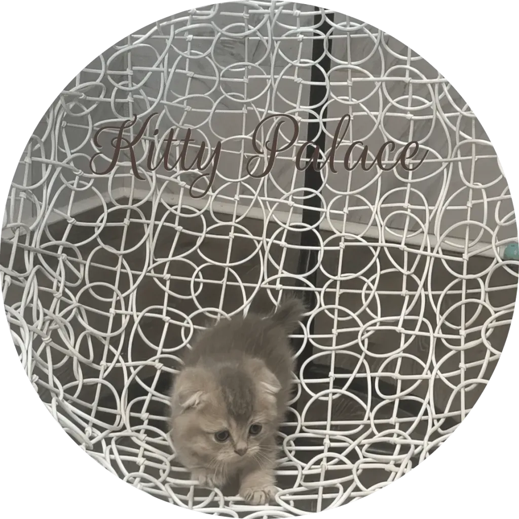 Fluffy munchkin kitten climbing in a white egg chair