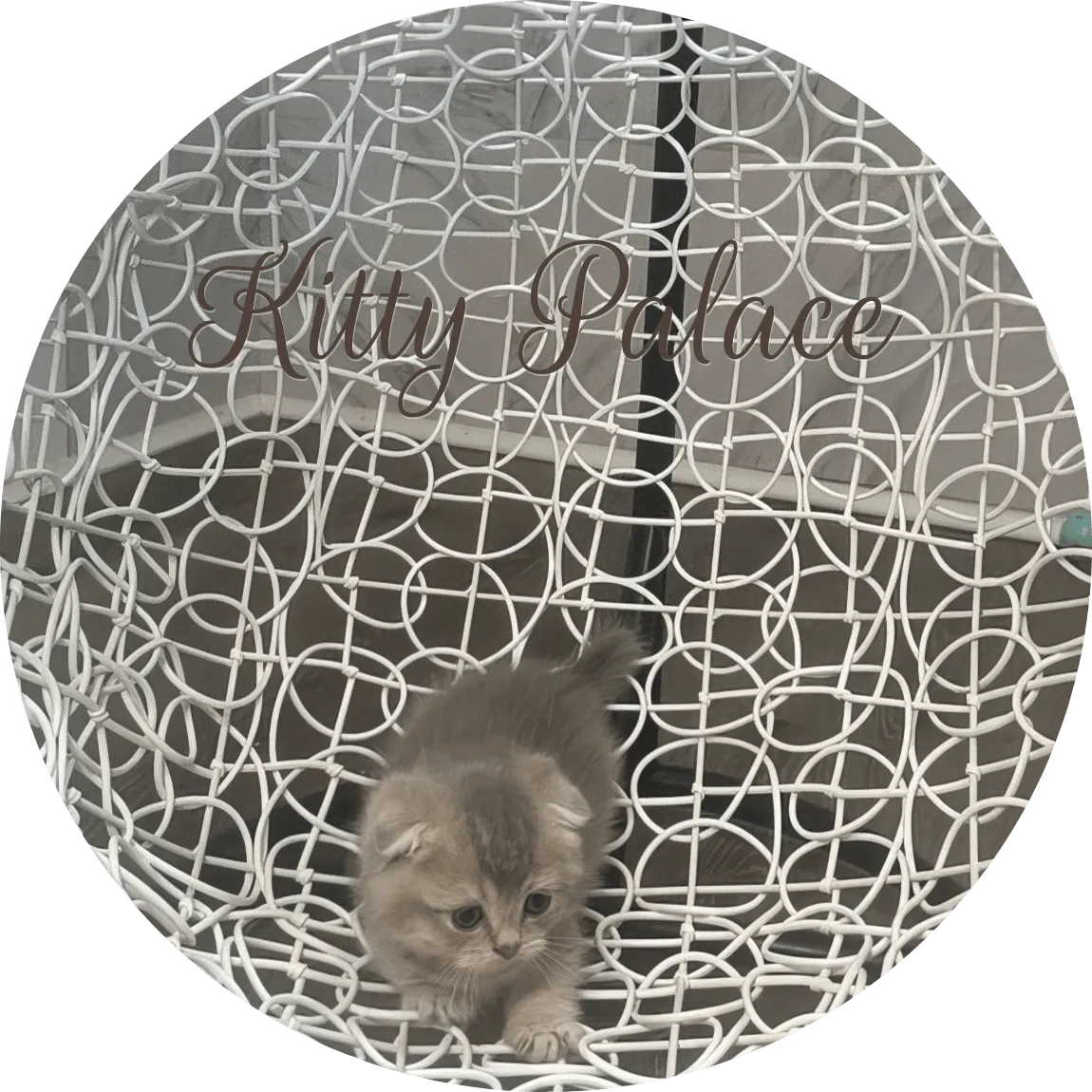 Fluffy munchkin kitten climbing in a white egg chair