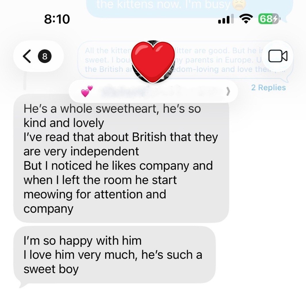 Kitty Palace Cattery - British and Scottish Kittens. Customer reviews. Cinnamon Point