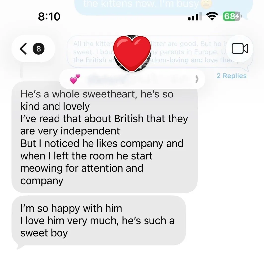 Kitty Palace Cattery - British and Scottish Kittens. Customer reviews. Cinnamon Point