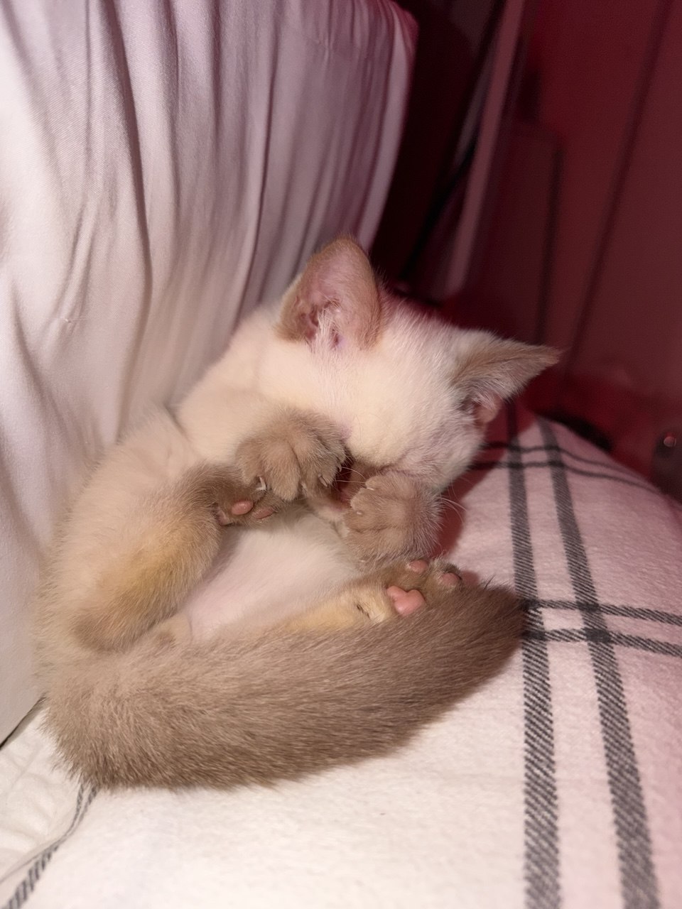 Kitty Palace Cattery - British and Scottish Kittens. Customer reviews. Cinnamon Point