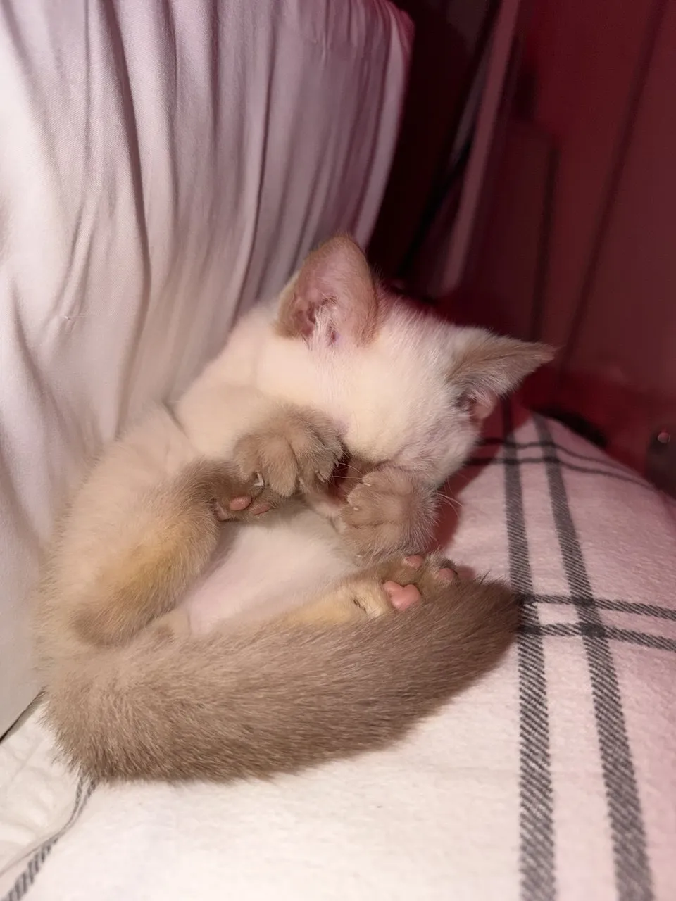 Kitty Palace Cattery - British and Scottish Kittens. Customer reviews. Cinnamon Point