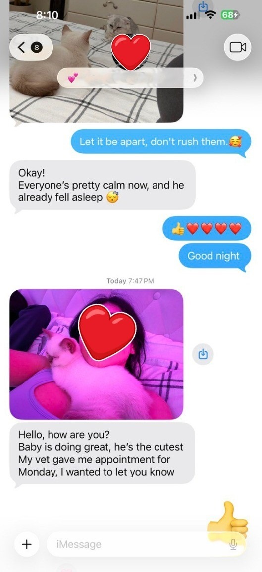 Kitty Palace Cattery - British and Scottish Kittens. Customer reviews. Cinnamon Point