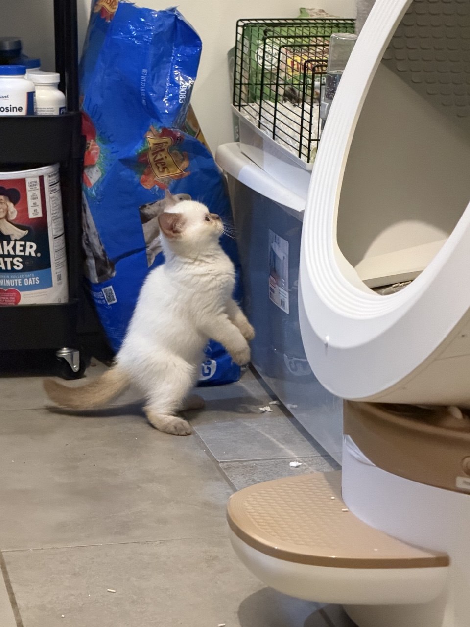 Kitty Palace Cattery - British and Scottish Kittens. Customer reviews. Cinnamon Point