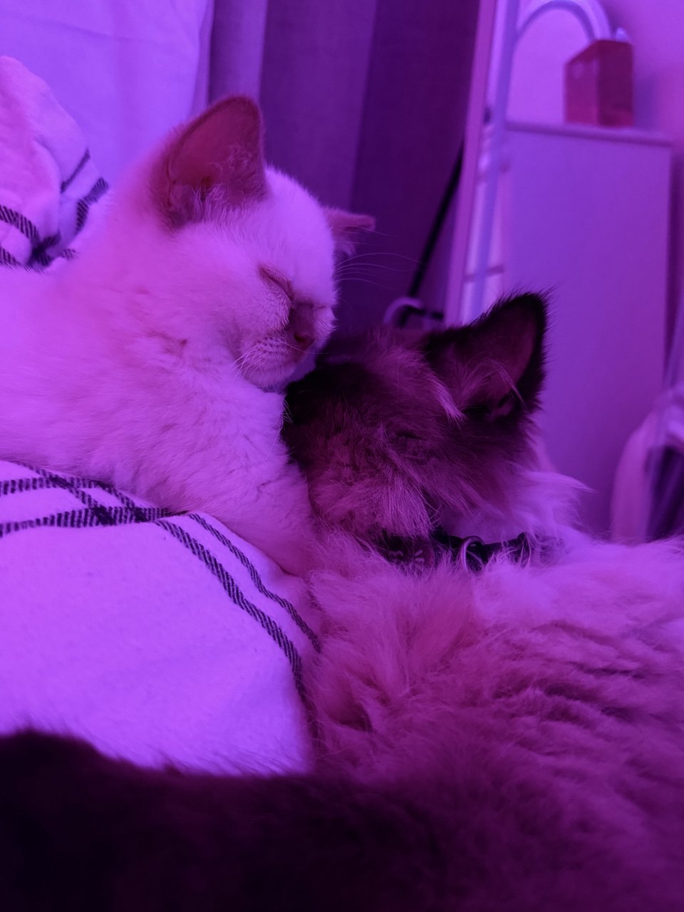 Kitty Palace Cattery - British and Scottish Kittens. Customer reviews. Cinnamon Point