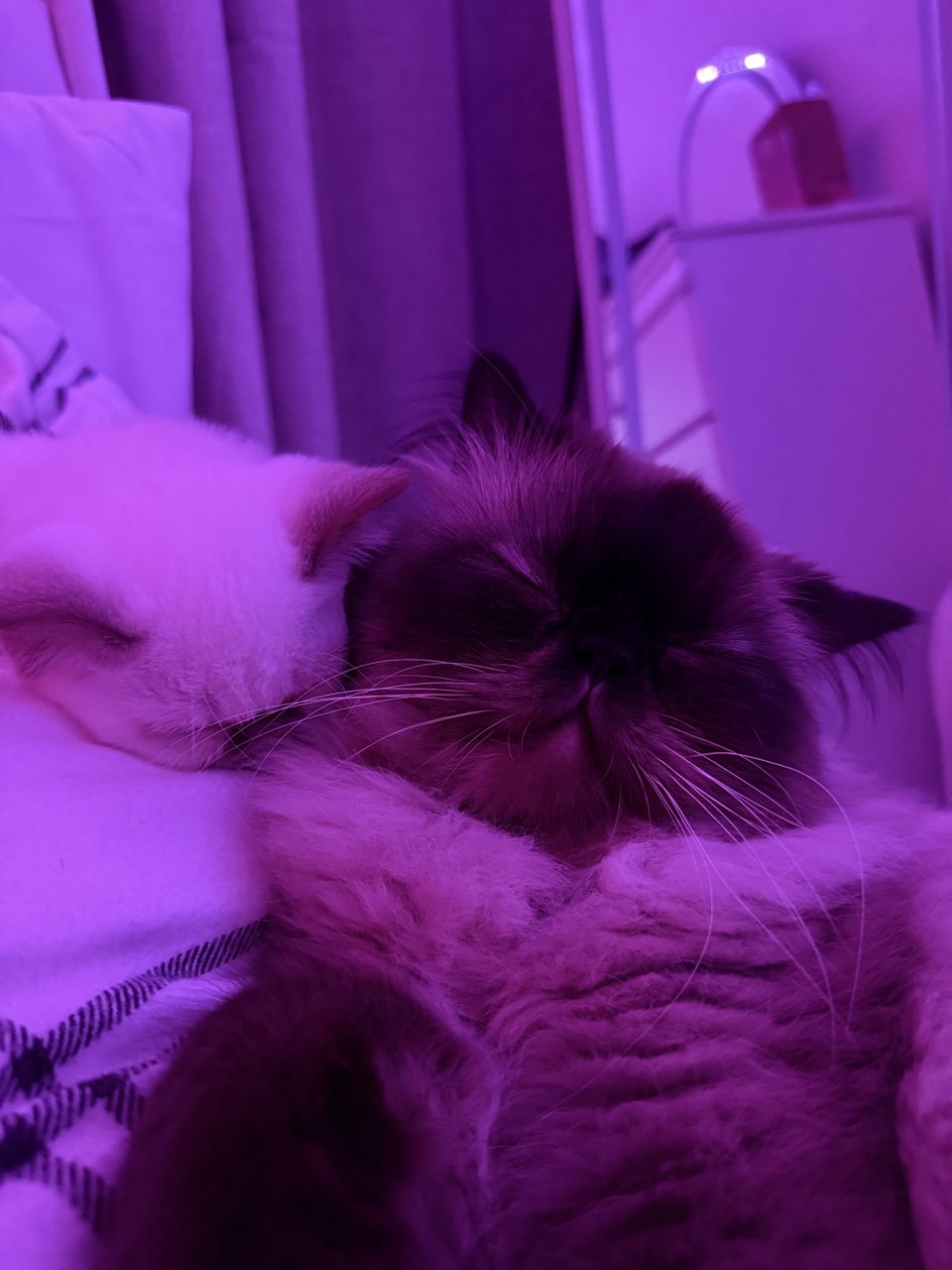 Kitty Palace Cattery - British and Scottish Kittens. Customer reviews. Cinnamon Point