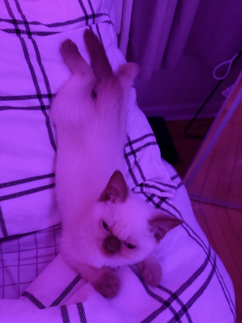 Kitty Palace Cattery - British and Scottish Kittens. Customer reviews. Cinnamon Point