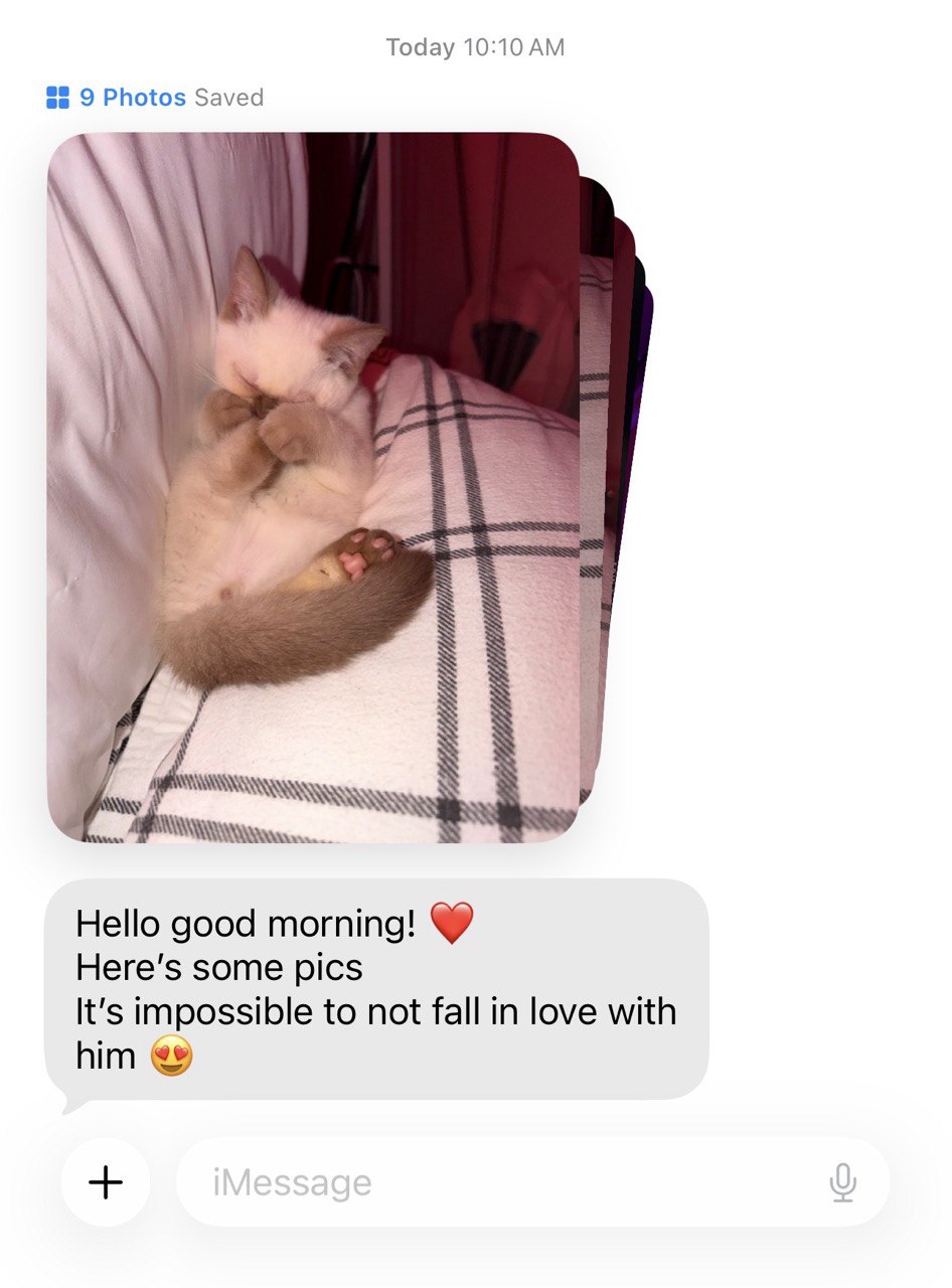 Kitty Palace Cattery - British and Scottish Kittens. Customer reviews. Cinnamon Point