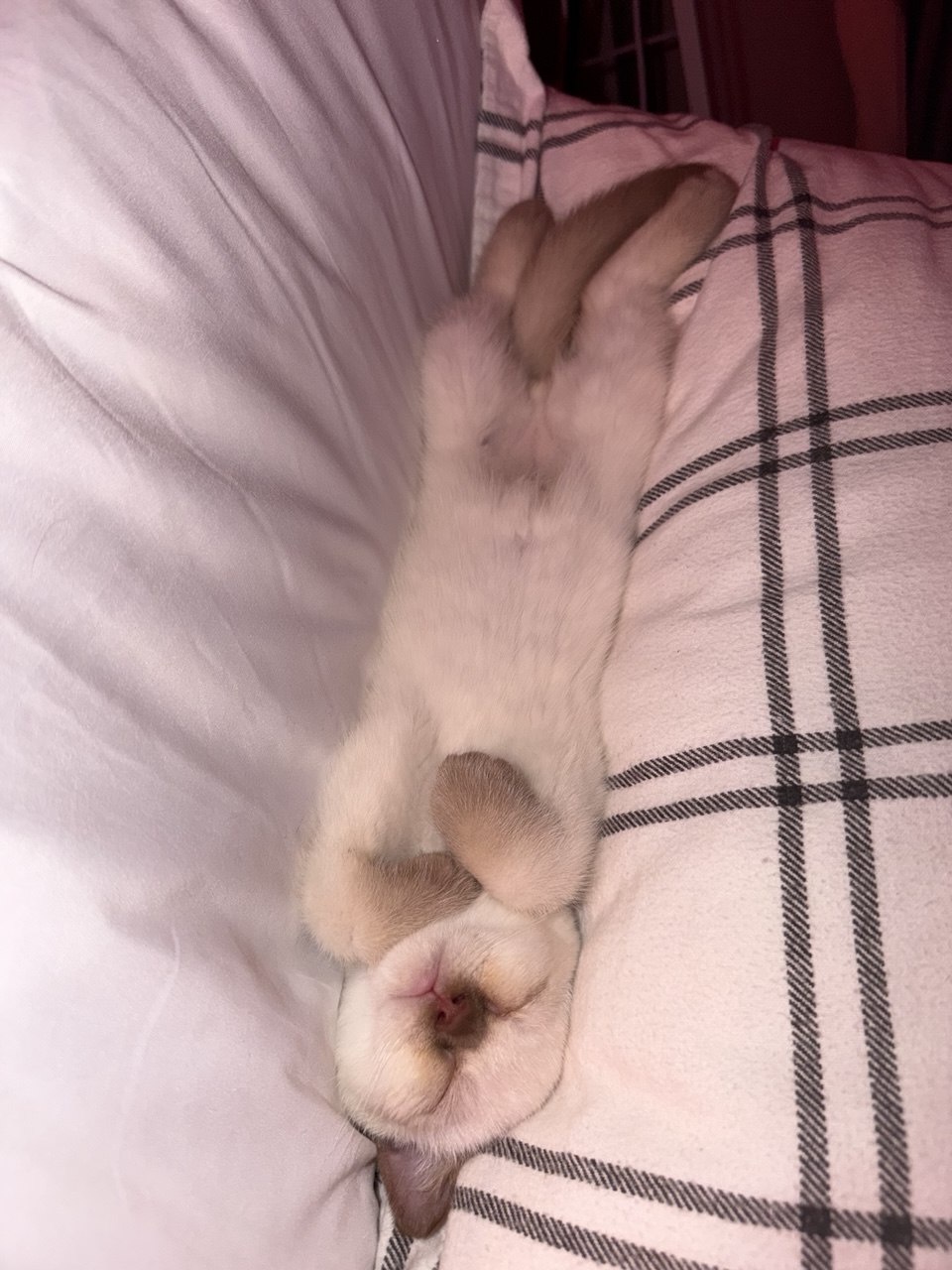 Kitty Palace Cattery - British and Scottish Kittens. Customer reviews. Cinnamon Point