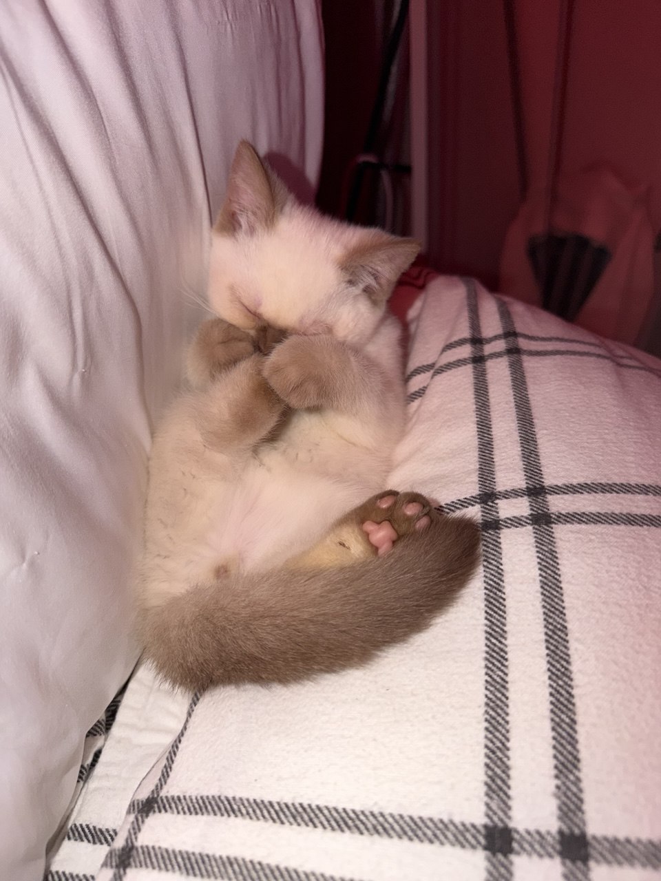 Kitty Palace Cattery - British and Scottish Kittens. Customer reviews. Cinnamon Point