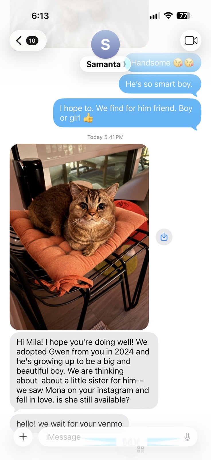 Kitty Palace Cattery - British and Scottish Kittens. Customer reviews. Gwen