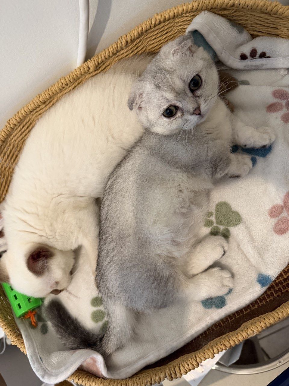 Kitty Palace Cattery - British and Scottish Kittens. Customer reviews. Cinnamon Point