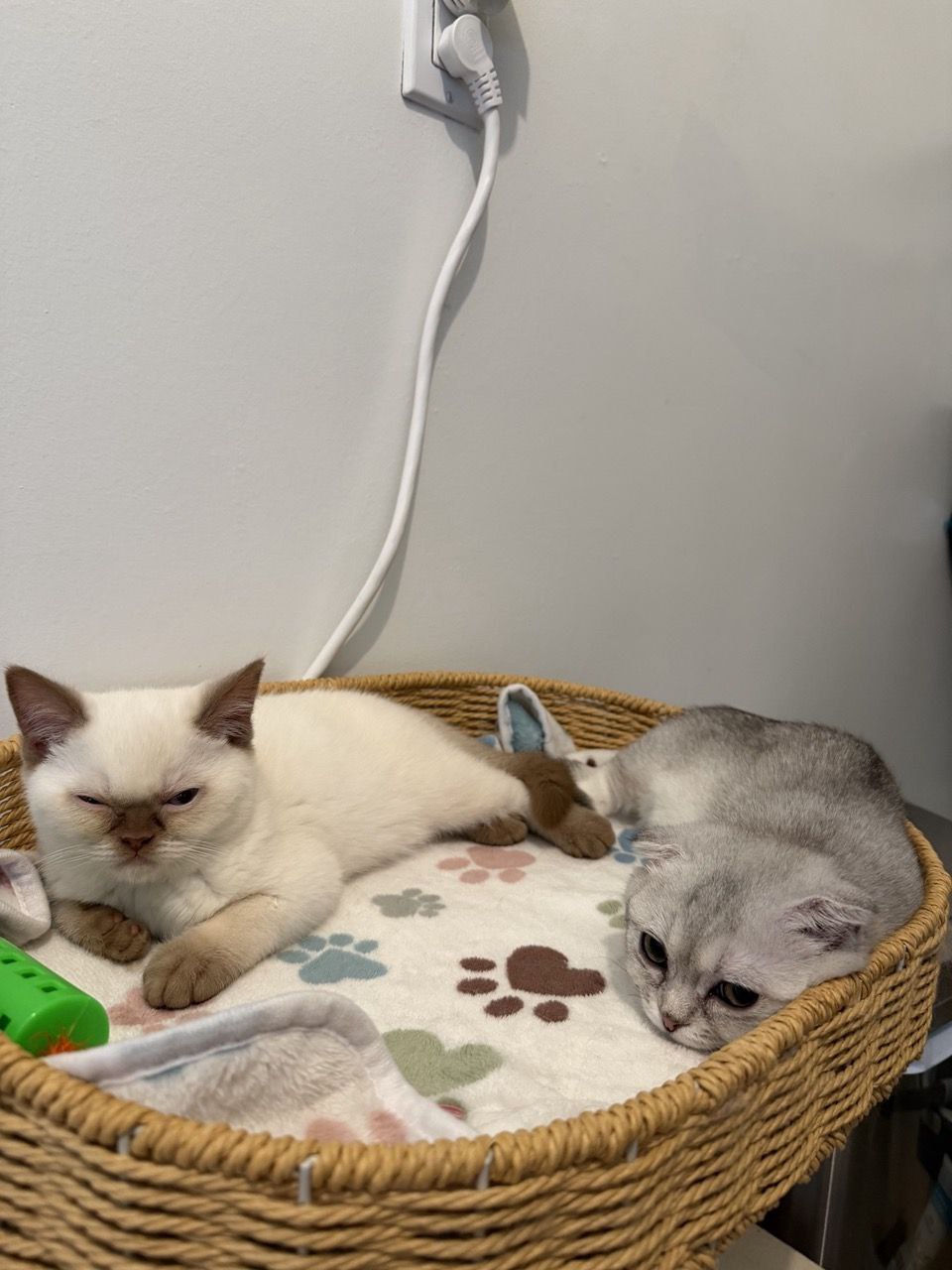 Kitty Palace Cattery - British and Scottish Kittens. Customer reviews. Cinnamon Point