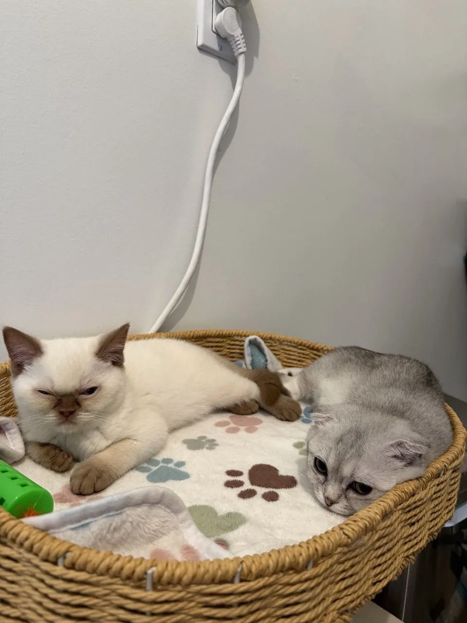 Kitty Palace Cattery - British and Scottish Kittens. Customer reviews. Cinnamon Point