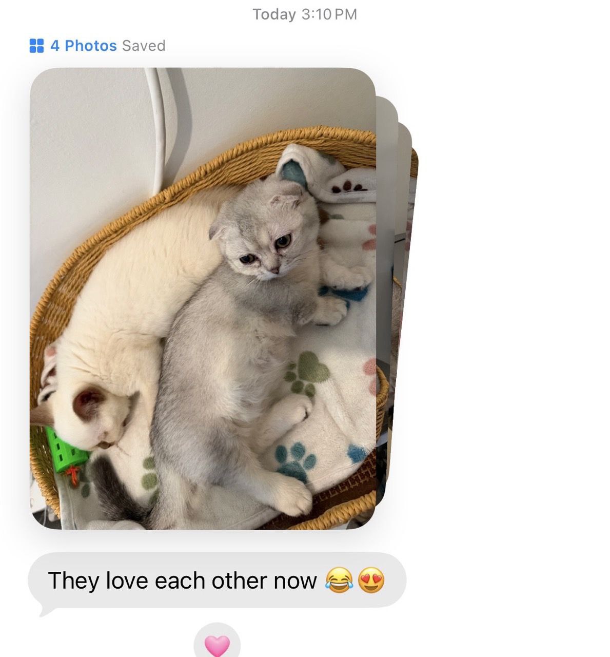 Kitty Palace Cattery - British and Scottish Kittens. Customer reviews. Cinnamon Point