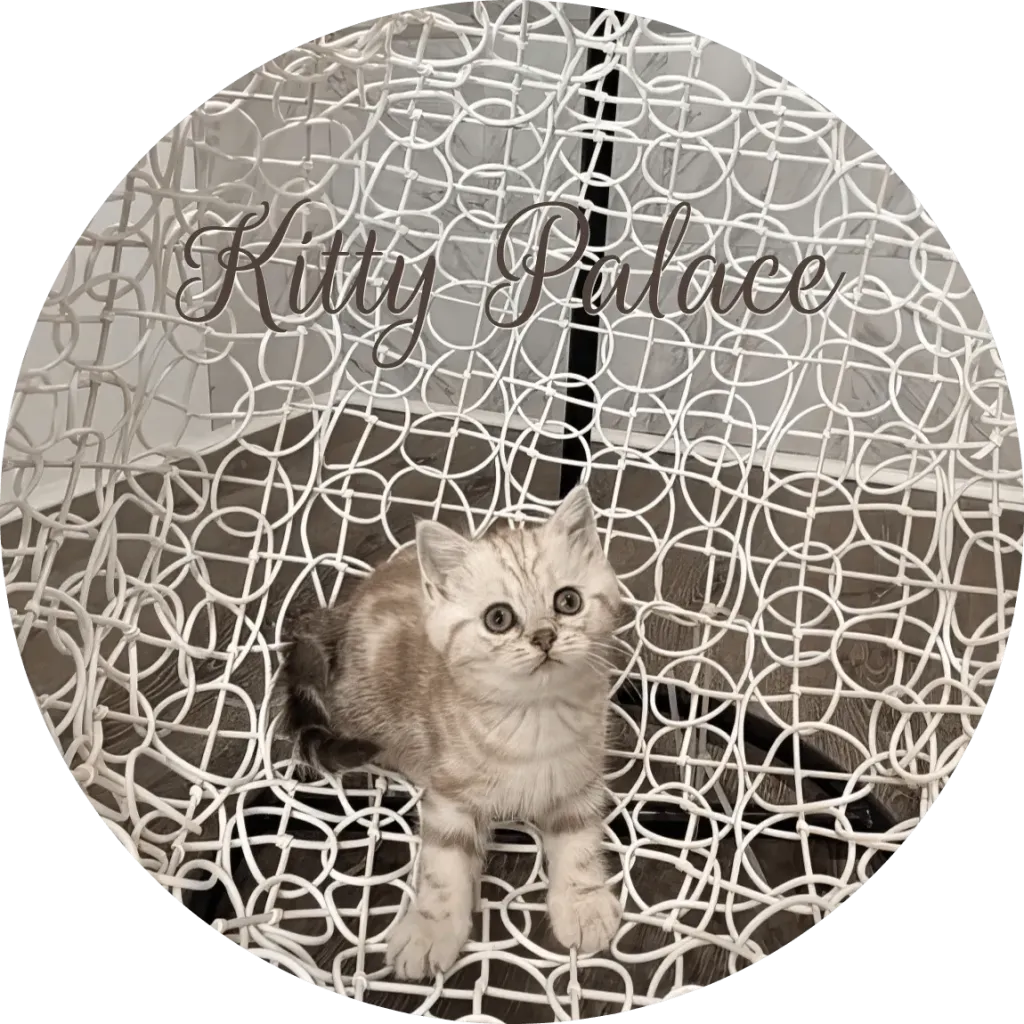 Lady adorable lilac marble feline looking forward on a white decorative chair