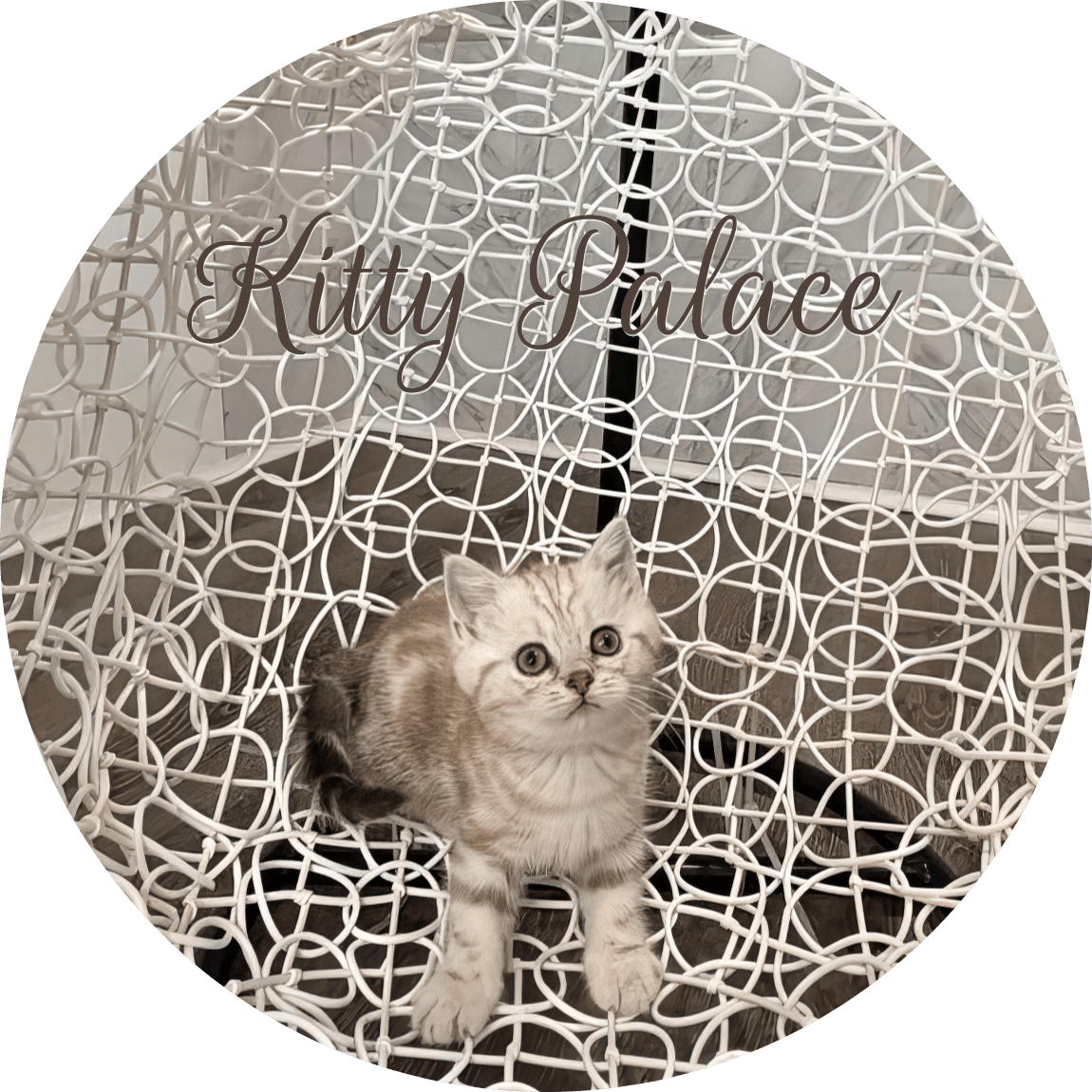 Lady adorable lilac marble feline looking forward on a white decorative chair