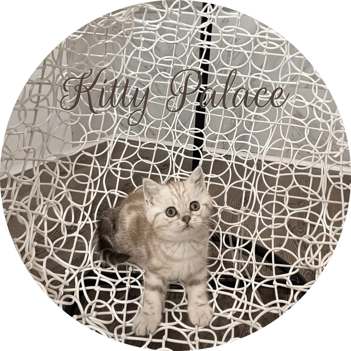 Lady adorable lilac marble feline looking forward on a white decorative chair