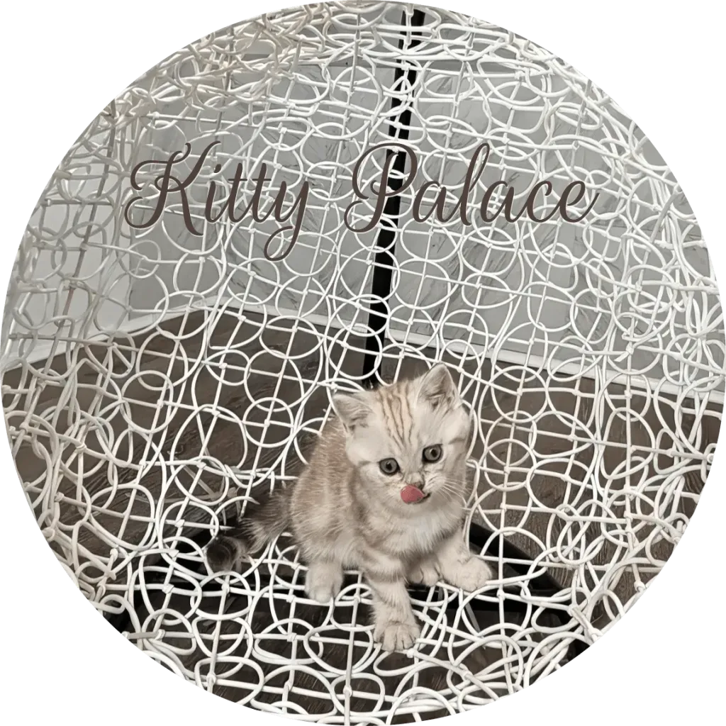 Lady lilac marble Scottish Straight kitten sitting on a white decorative chair
