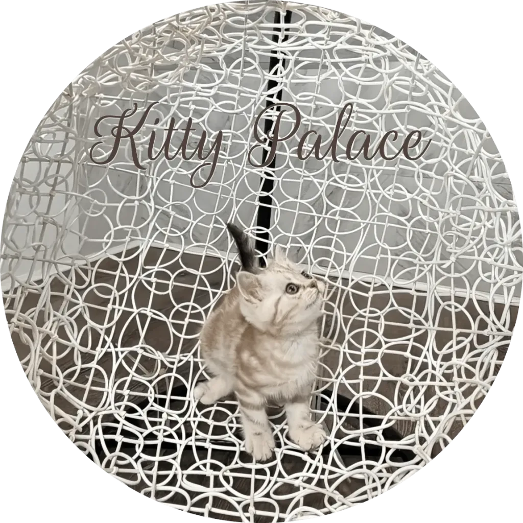 Lady lilac marble kitten gazing upward on an elegant decorative chair