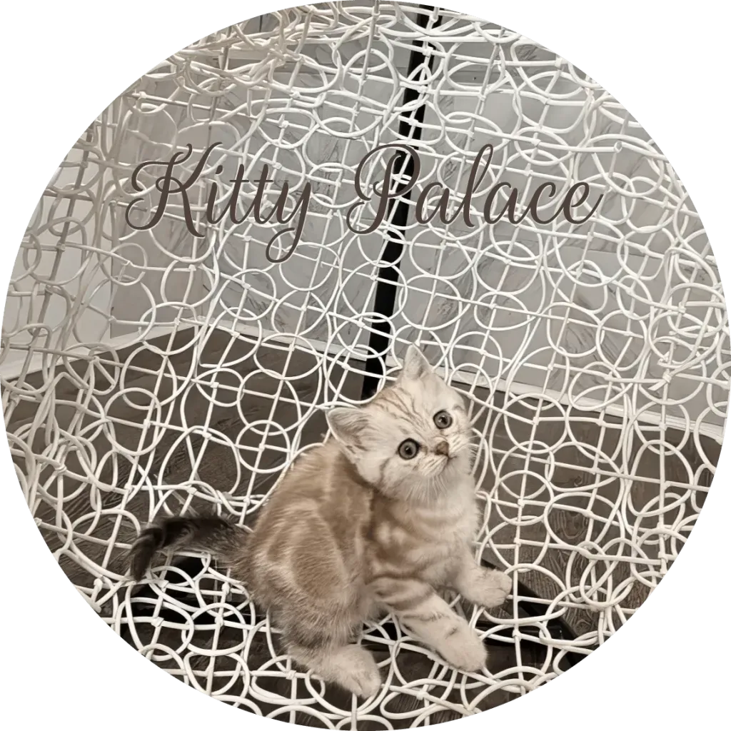 Lady lilac marble kitten with a tilted head on an elegant white chair