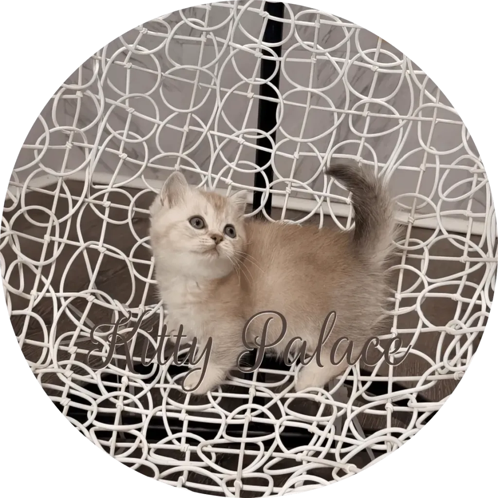 Lilac Munchkin female Lily posing on an elegant patterned chair