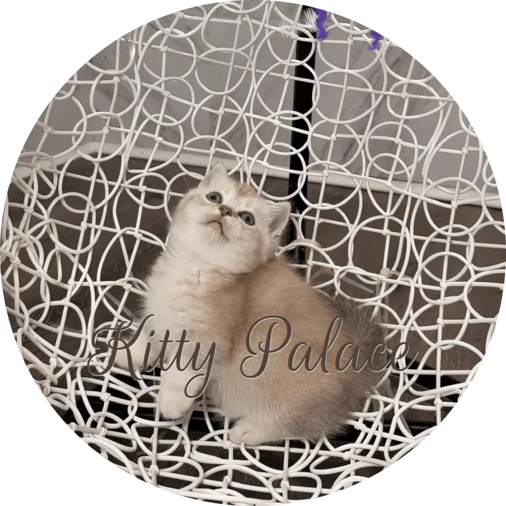 Lilac female kitten Lily looking to the side on a decorative wire chair
