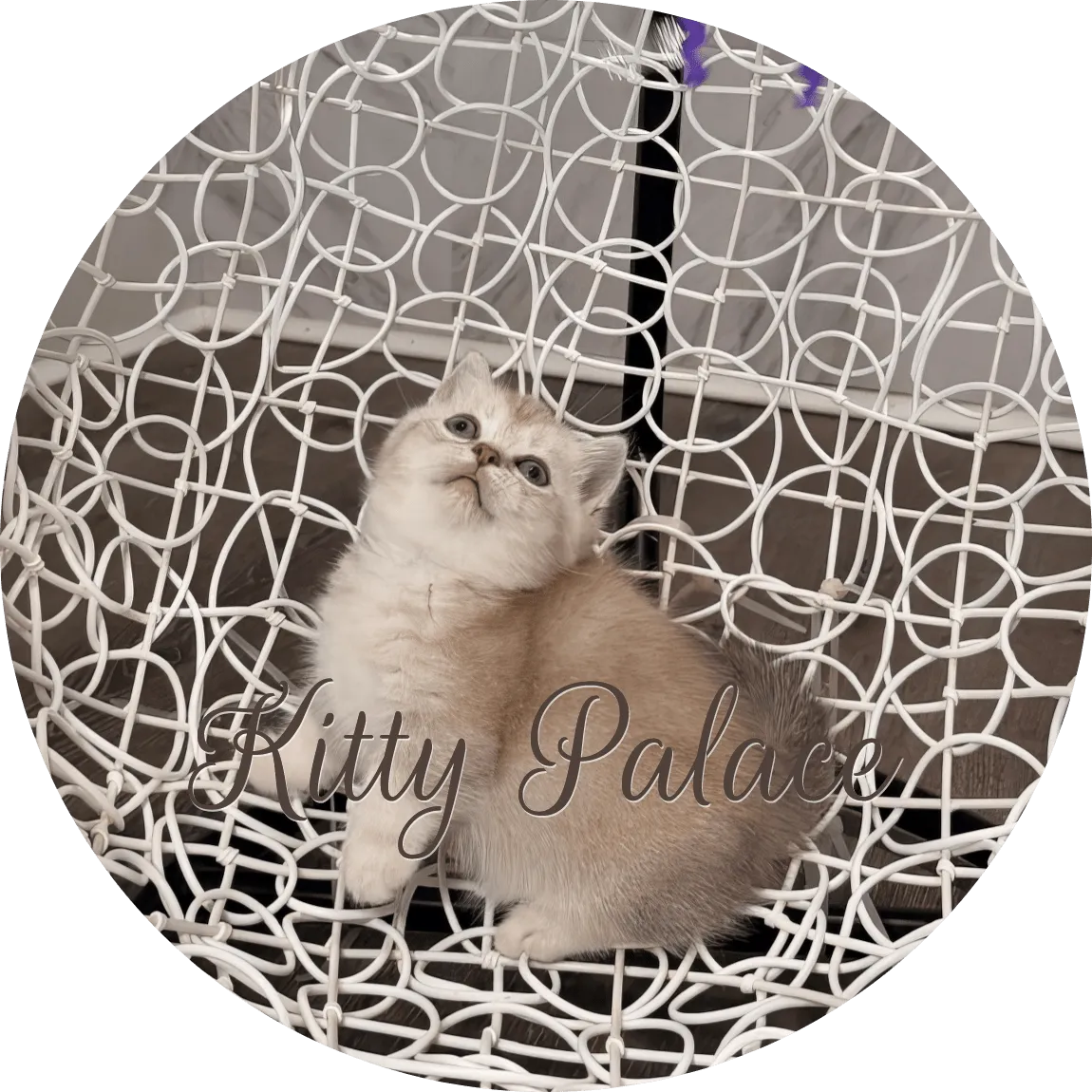 Lilac female kitten Lily looking to the side on a decorative wire chair