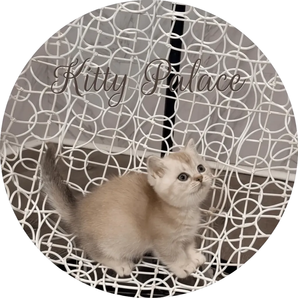 Lilac girl kitten Lily in a charming standing pose on an elegant chair
