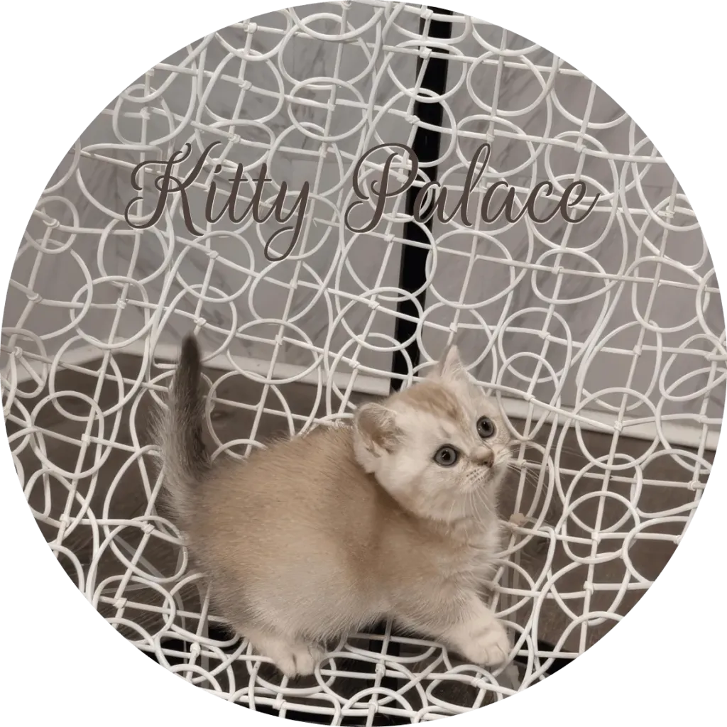 Lilac girl kitten Lily looking up on a white wire chair