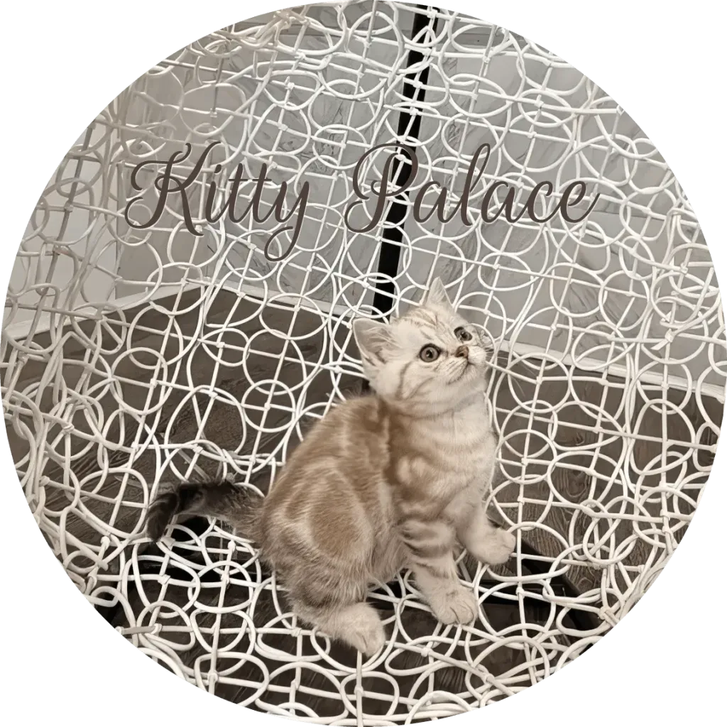 Lilac marble Scottish Straight girl kitten Lady sitting on a patterned chair