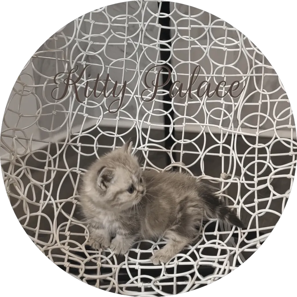 Lilac marble boy kitten Clive sitting sideways on an elegant white chair