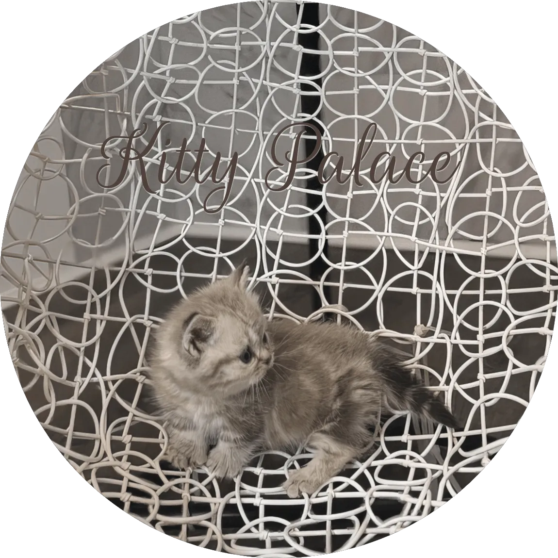 Lilac marble boy kitten Clive sitting sideways on an elegant white chair