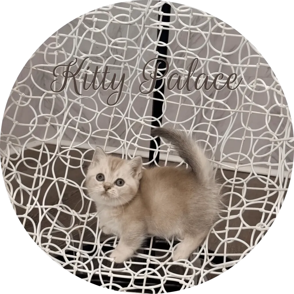 Lily adorable lilac feline standing with tail raised on a white chair