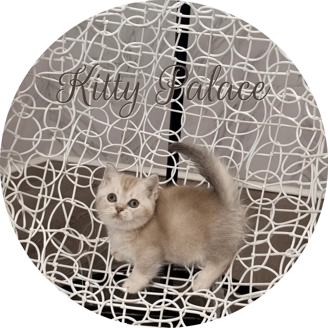 Lily adorable lilac feline standing with tail raised on a white chair