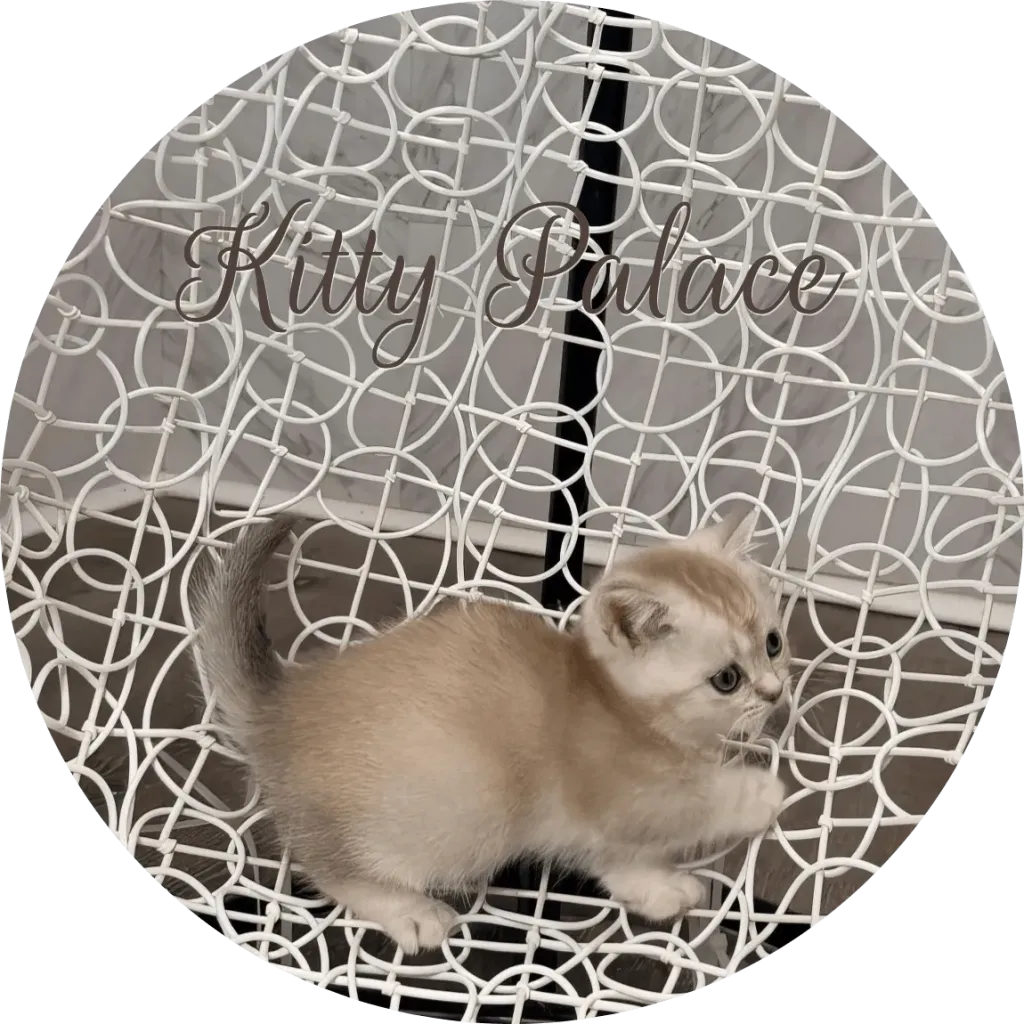 Lily lilac Munchkin female kitten walking on a white decorative chair