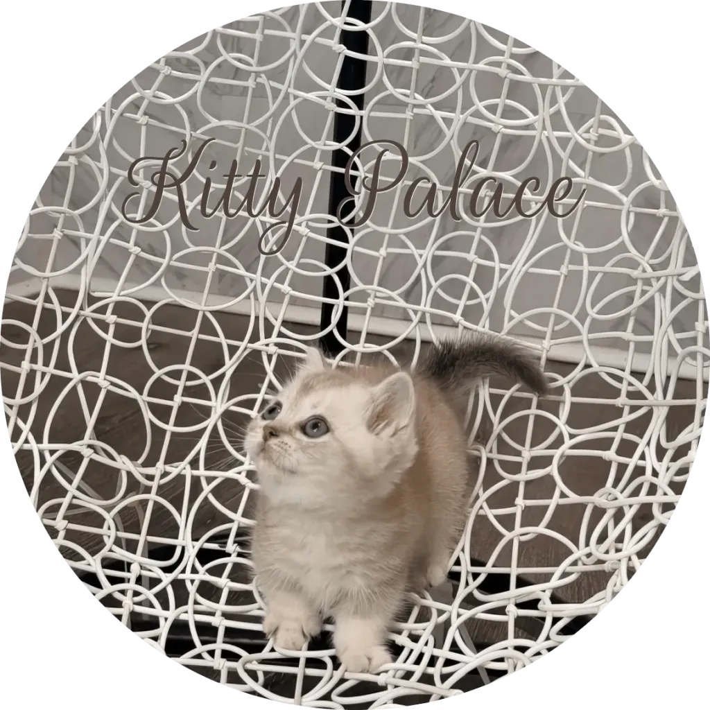 Lily short-legged lilac kitten standing and gazing upward