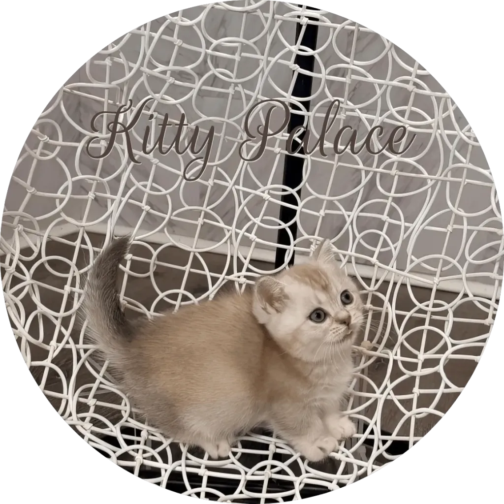 Lily sweet lilac Munchkin kitten gazing upward on a white chair