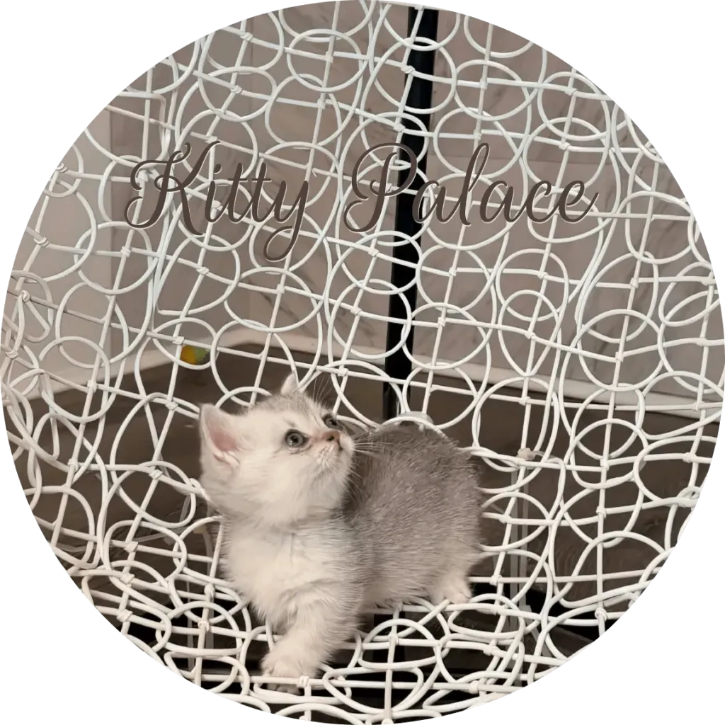 Max Munchkin kitten looking up on a white decorative chair