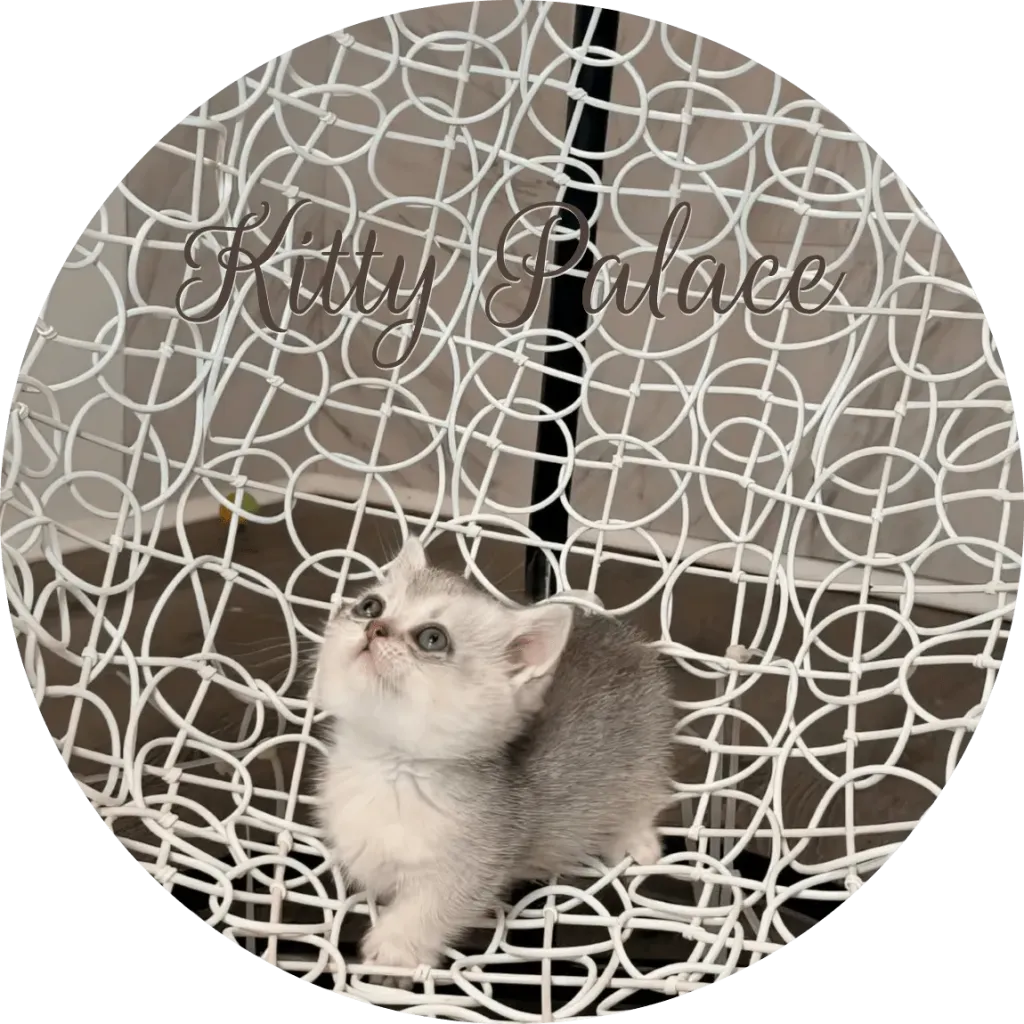 Max short-legged black silver chinchilla kitten gazing upward on an elegant chair