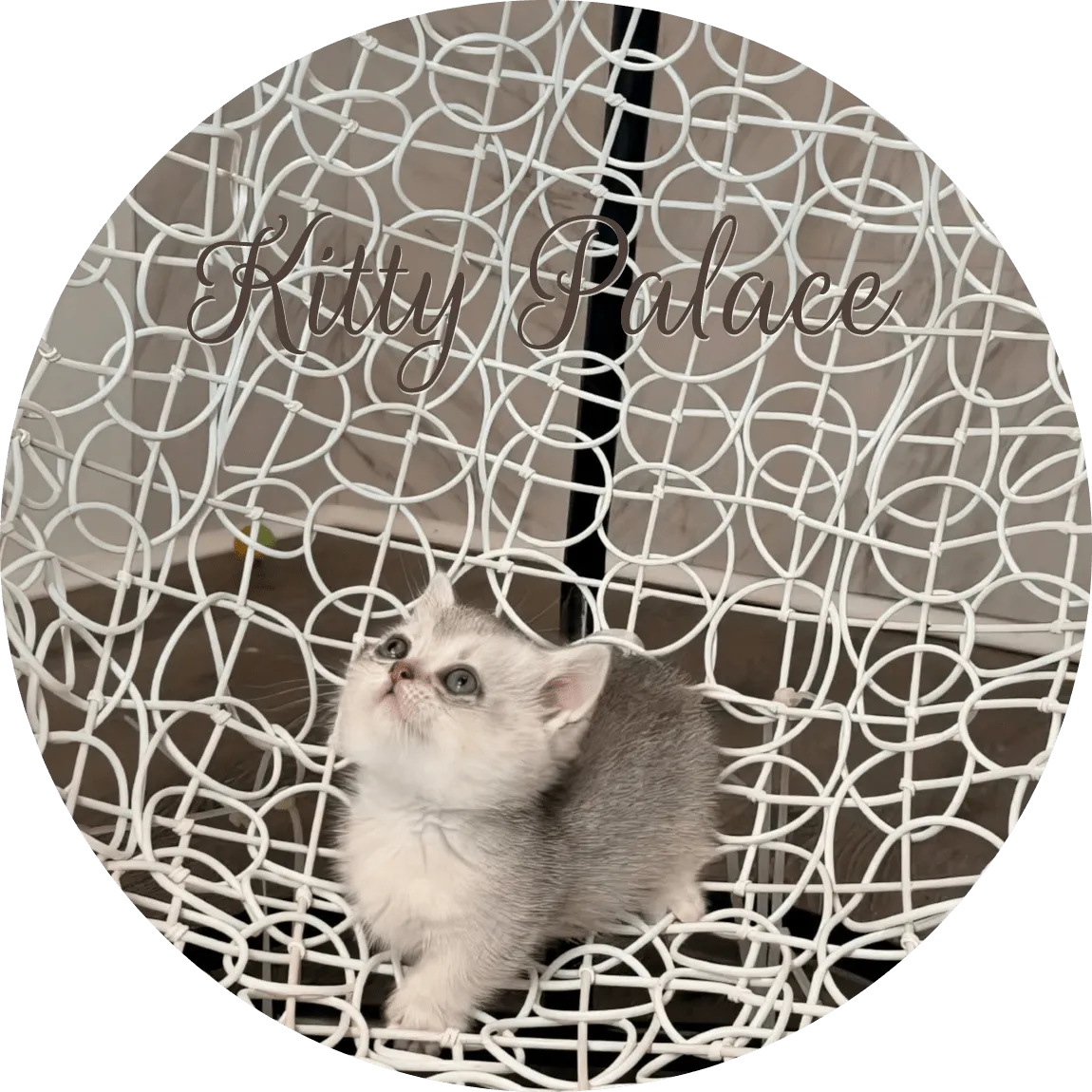 Max short-legged black silver chinchilla kitten gazing upward on an elegant chair