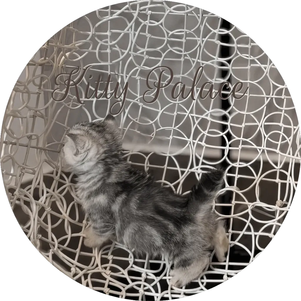 Oreo black silver marble chinchilla munchkin kitten standing sideways on a white decorative chair