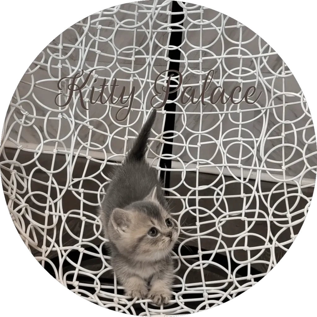 Pearl blue golden chinchilla Munchkin kitten standing sideways on a white decorative chair