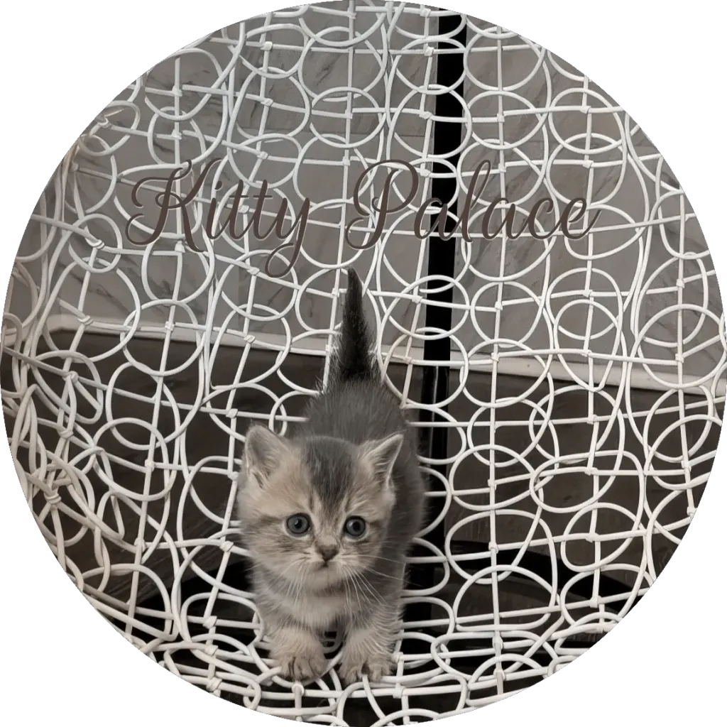 Pearl kitten feline posing on a white patterned chair