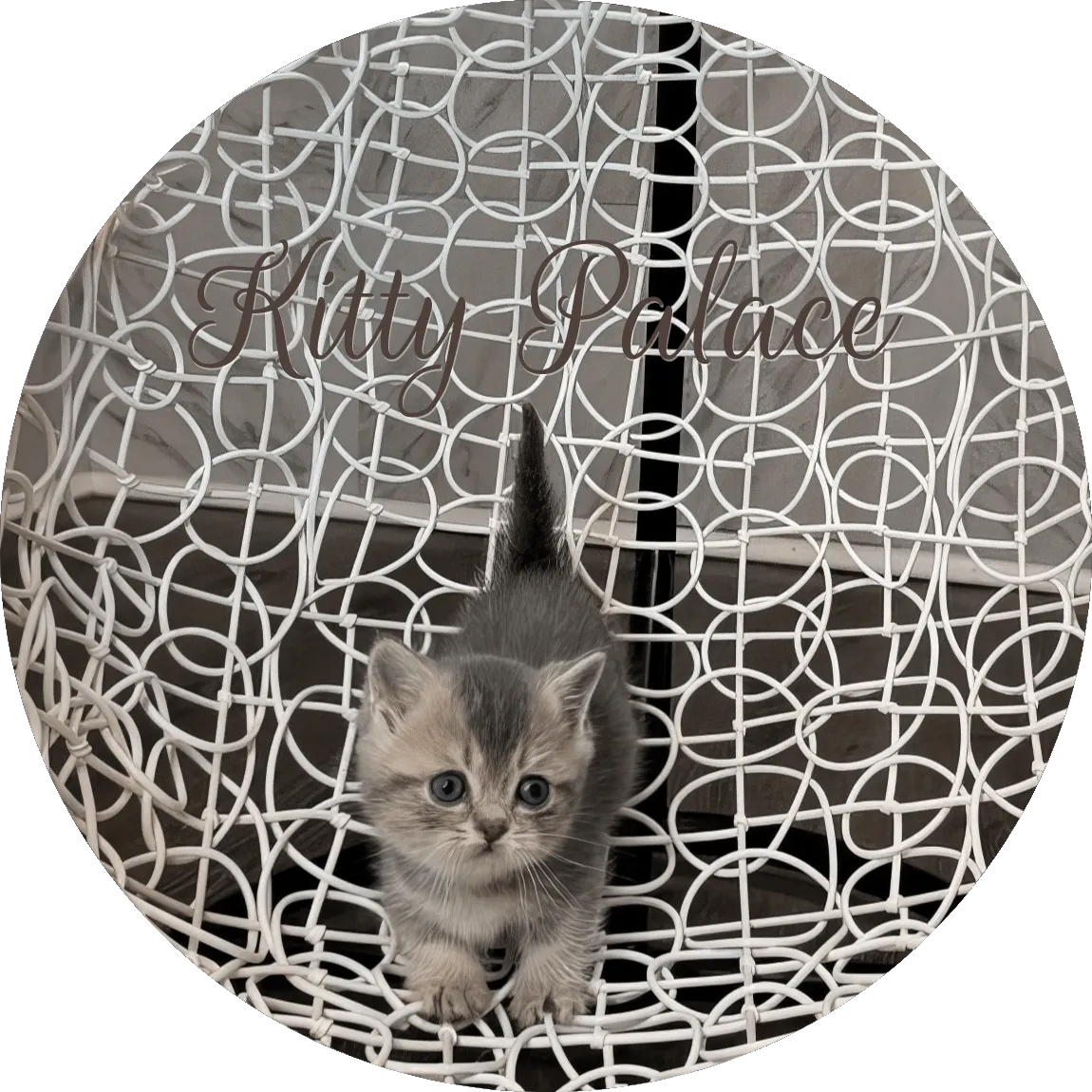 Pearl kitten feline posing on a white patterned chair