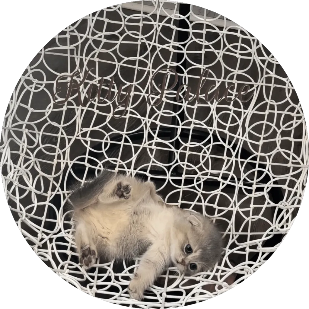 Scottish Fold blue golden chinchilla kitten lounging in a white woven egg chair