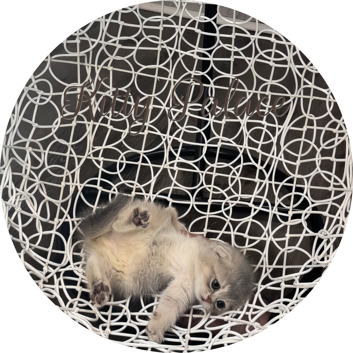Scottish Fold blue golden chinchilla kitten lounging in a white woven egg chair
