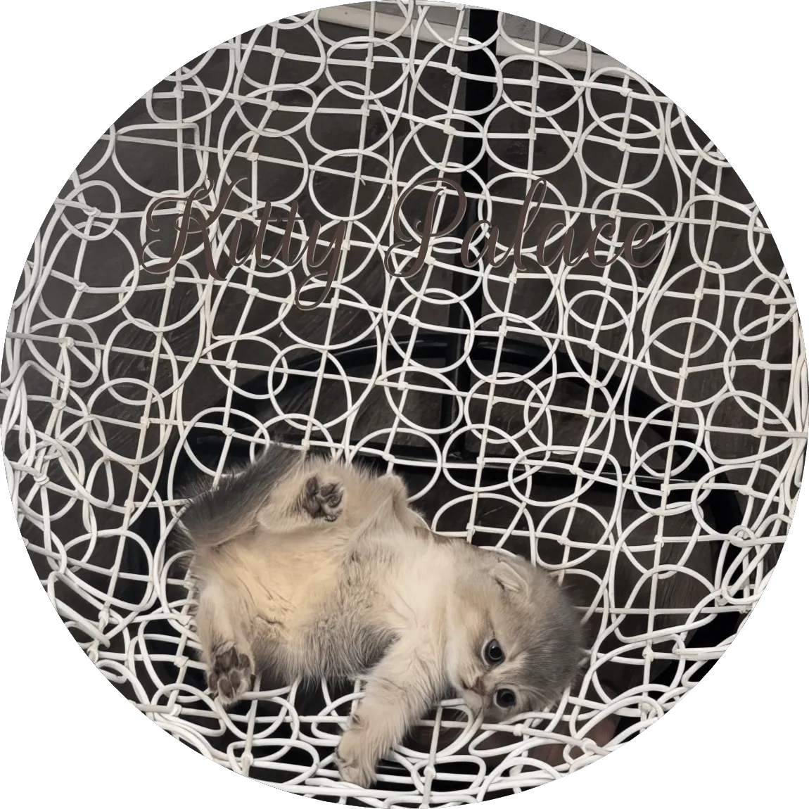 Scottish Fold blue golden chinchilla kitten lounging in a white woven egg chair